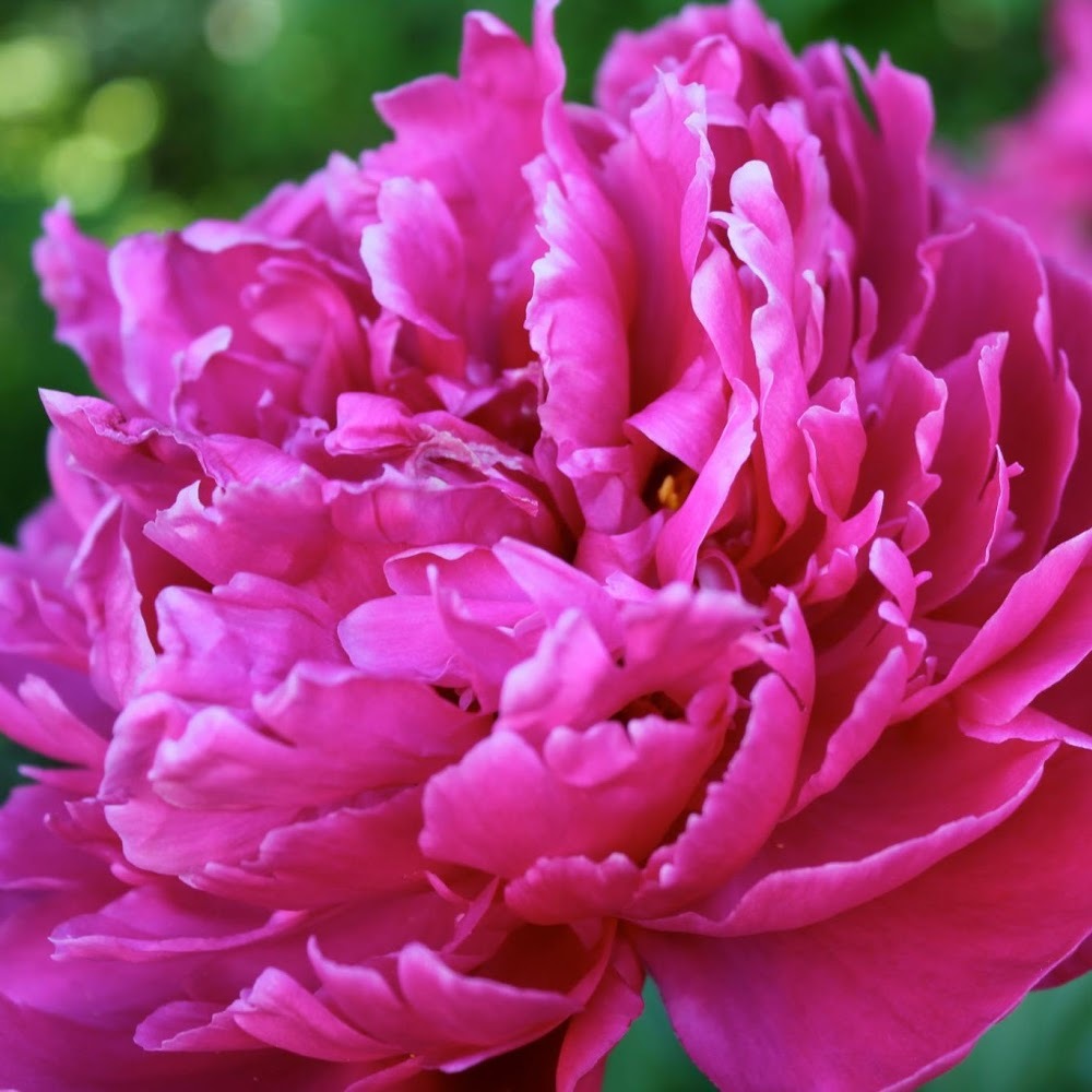 Meet your Posher, Tina